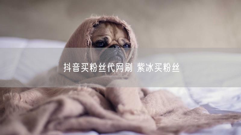 抖音买粉丝代网刷 紫冰买粉丝