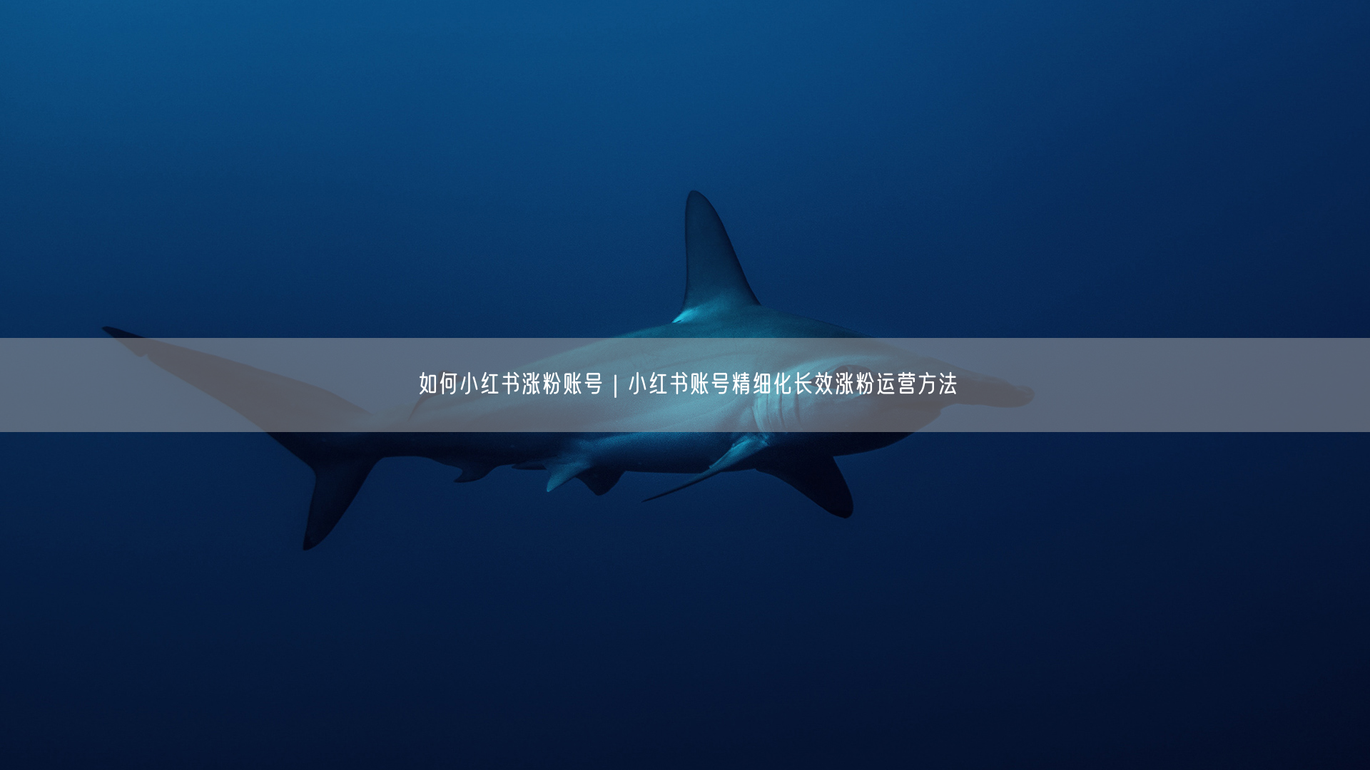 小红书涨粉秘籍：精细化长效运营与实操技巧